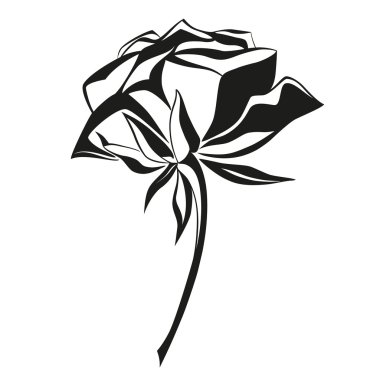 hand getrokken rose bloem