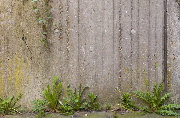 Бетонные стены и трава фон — стоковое фото