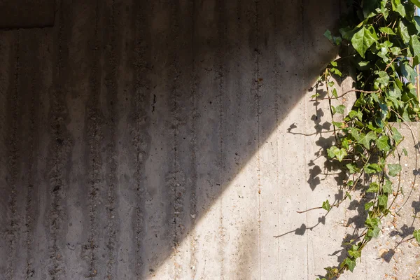 コンクリート壁の背景に緑色のアイビー — ストック写真