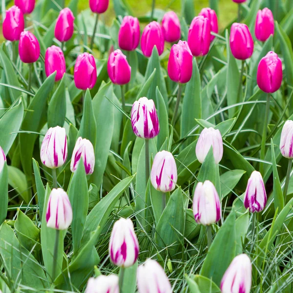 Purple and white tulips — Stock Photo, Image