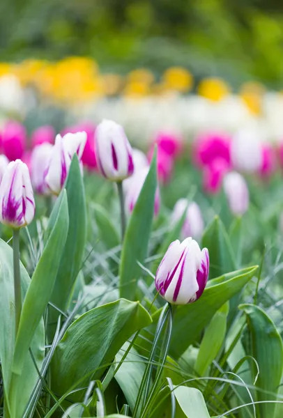 Purple and white tulips — Stock Photo, Image