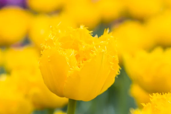 Yellow hybrid tulip — Stock Photo, Image