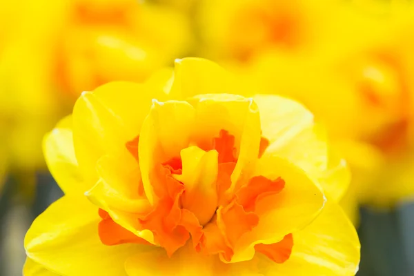 Yellow narcissus — Stock Photo, Image