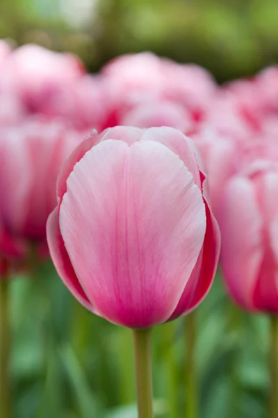 Pink tulip macro shot — Stock Photo, Image