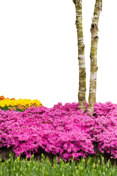 Flower field and two birches — Stock Photo, Image