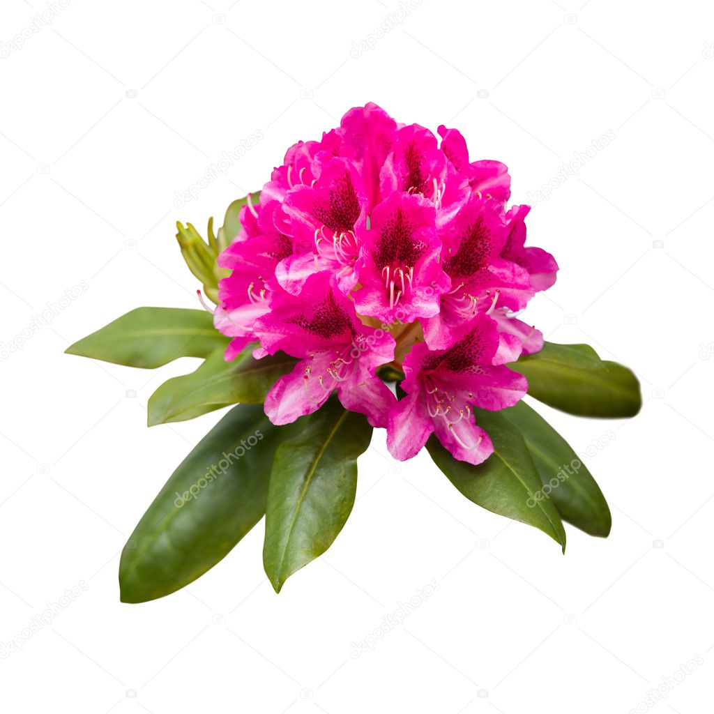 Pink rhododendron flowers