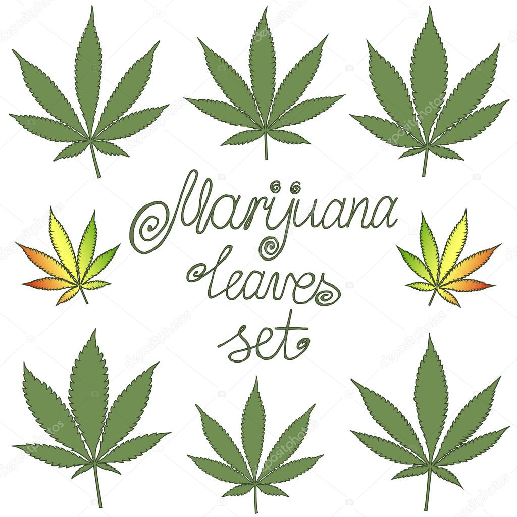 Set of natural marijuana leaves
