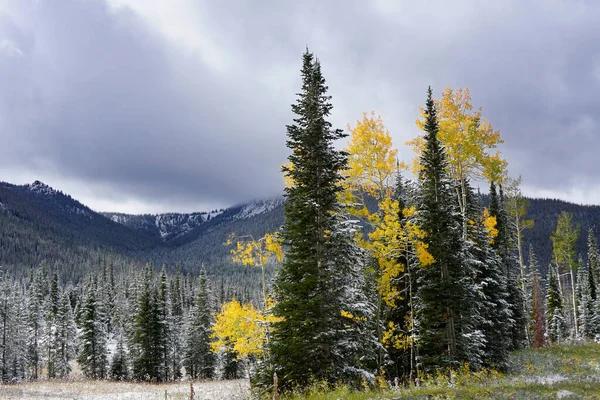 Yellow Aspens and green fir trees with snow in Colorado — Stock Photo, Image