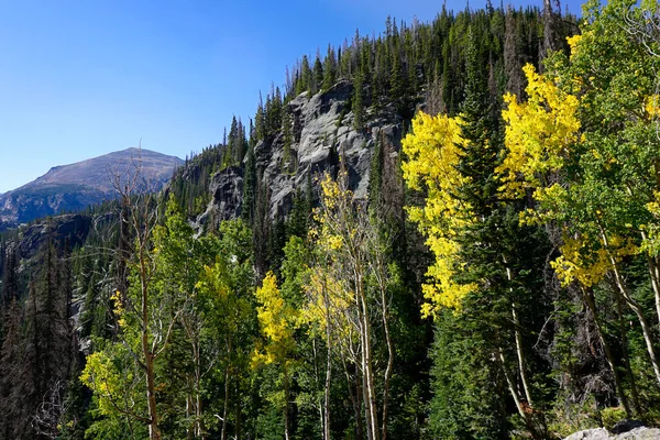 Yellow aspens along the trail in Rocky Mountain National Park — Stock Photo, Image