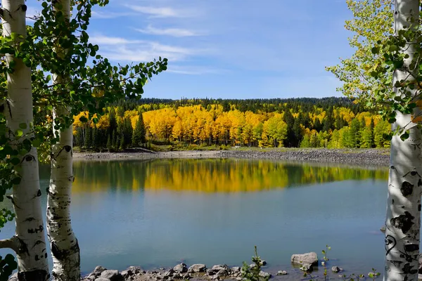 Fall Colors Grand Mesa National Forest Aspens Reflecting Lake — Stock Photo, Image