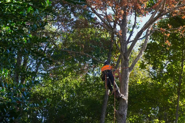 Arborista Šplhá Uschlém Stromě Připravuje Odstranění Stromu — Stock fotografie