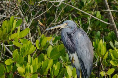 Yakın plan, bir mangrov ağacındaki Küçük Mavi Balıkçıl (Egretta caerulea).