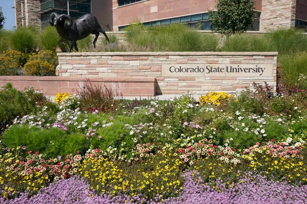 Fort Collins, Colorado, ABD 19 Eylül 2021: Colorado Eyalet Üniversitesi tabelasında koç heykeli.