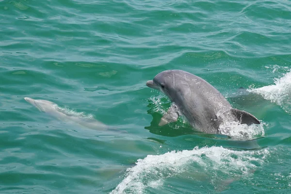 Bottlenose Dolphins swimming and feeding in the Atlantic Ocean