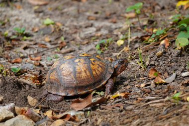 Doğu Kutu Kaplumbağası, Terrapene Carolina Carolina 'daki bir bahçeye yumurtladıktan sonra yumurtalarını saklıyor..