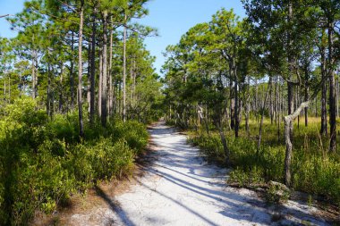 NC 'deki Carolina Beach State Park' ta uzun yapraklı bir çam ormanının içinden geçen kum yolu.