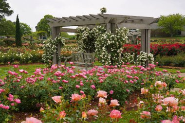 Virginia 'daki Norfolk Botanik Bahçesi' nde çiçeklerle çevrili bir çardağa tırmanan güller.