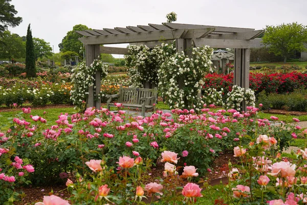 Růže Lezení Altán Trellis Obklopen Růží Květu Botanické Zahradě Norfolk — Stock fotografie