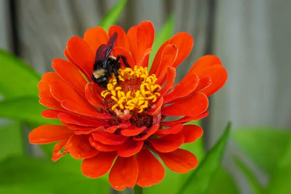 Selective Focus Bumble Bee Collecting Pollen Nectar Red Zinnia Flower — ストック写真