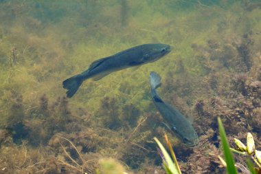 Two Largemouth Bass, Micropterus salmoides, swimming in a lake