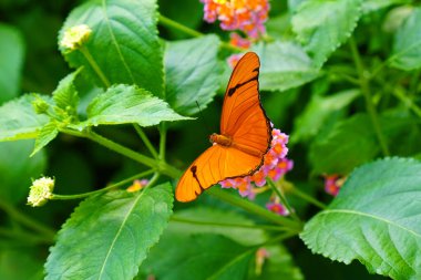 Julia butterfly, Dryas iulia, Collecting nectar on a lantana flower
