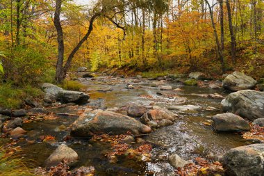 Kaya dolu bir dere sonbahar renkleriyle çevrili bir ormanda akıyor.