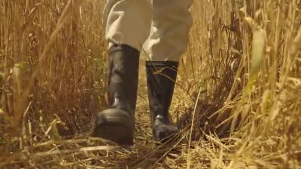 Landwirtschaft, ein Bauer geht in Gummistiefeln auf ein Feld mit Weizen, es ist Zeit, Weizenkörner zu ernten, Getreide auf einer Plantage anzubauen, Getreide auf einer Farm der Agronomen anzubauen — Stockvideo