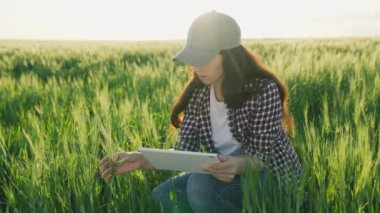 tarım, buğday tarlasında çalışan kadın çiftçi tablet vitrininde çalışıyor, kırsal arazide buğday tohumu yetiştiriyor, tarım ekinleri, yemek pişirmek için tohum üretiyor ve zengin un ekmek ürünleri yetiştiriyor.