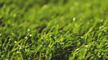 Tarım, tarım arazilerinde yeşil buğday, tarlalarda un yetiştirmek için tahıl yetiştirmek, güneş ışığında bokeh, bahçede bitki yetiştirmek, çavdar tarlaları, toprakta tohum yetiştirmek, yaz güneşinde buğday yetiştirmek.
