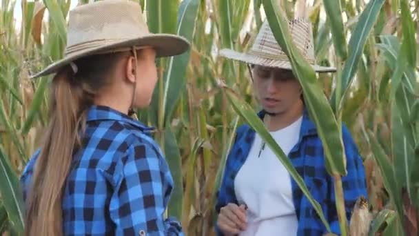Pola kukurydzy, kobiety uprawiające rolnictwo w kapeluszach z tabletkami w ręku kontrolują pole kukurydzy, uprawiają plantacje roślin zielonych, rolnictwo, starsi i młodzi agronomowie, szkolą się na obszarach wiejskich dbają o uprawę kukurydzy — Wideo stockowe
