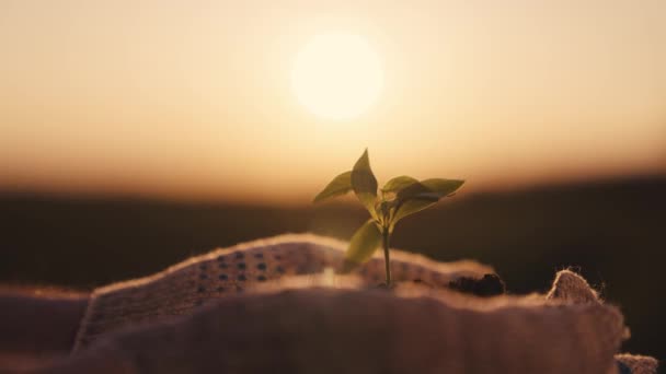 地上で栽培された小さな緑の苗は畑に移植され、肥料土の庭師の苗の手、植物伝播事業、農業、春に木や野菜を植える — ストック動画