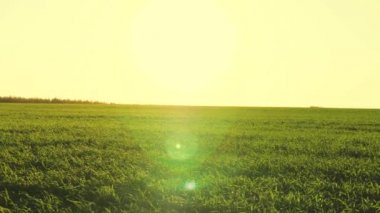 Tarım, tarım arazilerinde yeşil buğday, tarlalarda un yetiştirmek için tahıl yetiştirmek, güneş ışığında bokeh, bahçede bitki yetiştirmek, çavdar tarlaları, toprakta tohum yetiştirmek, yaz güneşinde buğday yetiştirmek.