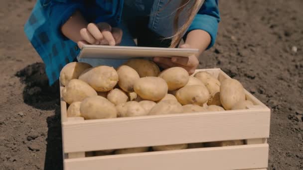 Jordbruk, en bonde sorterar potatis på marken i fält, skörd tid i trädgården, grävde ut potatis, låda grönsaker, plöjd jord plantering för plantering, en agronomer arbetar i tablett — Stockvideo