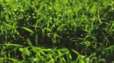 Rüzgarda sallanan genç yeşil buğday, sonbaharda ekilen tarım tarlaları, kış için fidelerin hazırlığı, ekili topraklarda yetişen kış çavdarları, mısır gevreği ailesi, tarım, ulusal ekonomik kültür