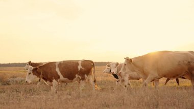 herd of cows walk across the field at sunset in the sky, farming, cattle in farmland at dawn, raising livestock for beef meat, obtaining milk from the udder, mammary glands for making dairy products clipart