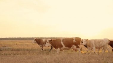 İnek sürüsü gün batımında gökyüzünde tarlada yürür, çiftçilik yapar, şafak vakti çiftlikte sığır yetiştirir, sığır eti için çiftlik hayvanı yetiştirir, memeden süt alır, süt ürünleri yapmak için meme bezleri elde eder.