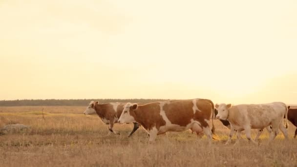 Manada de vacas camina a través del campo al atardecer en el cielo, la agricultura, el ganado en tierras de cultivo al amanecer, la cría de ganado para carne de res, la obtención de leche de la ubre, las glándulas mamarias para la fabricación de productos lácteos — Vídeo de stock