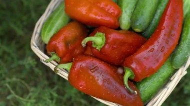 Çiftlikte tarım, salatalık ve çan biberi hasat etmek, damlayan yağmurda çeşitli sebzeler, ıslak su damlacıkları lifli besinleri yıkamak, yavaş çekim, sağlıklı beslenme