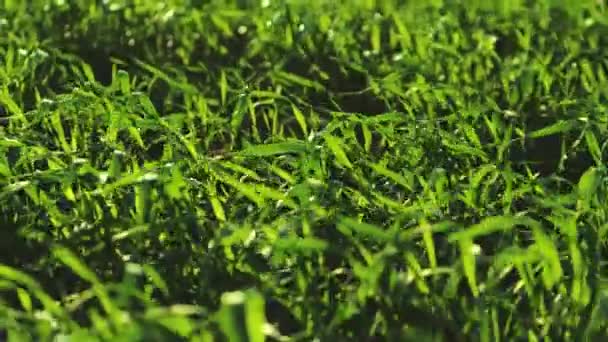 Jonge groene tarwe zwaaiend in de wind, akkers beplant in de herfst, voorbereiding van zaailingen voor de winter, winterrogge teelt in de bodem van plantages, granen familie, landbouw, nationale economische cultuur — Stockvideo