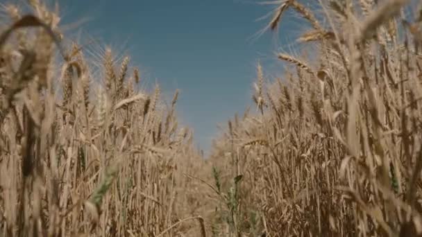 Сільське господарство, сільськогосподарське поле стиглої пшениці на тлі блакитного неба, вирощування жита на плантаціях, час збору врожаю на землі, дозріле зерно в сільській місцевості, технологія росту рослин в грунті влітку — стокове відео