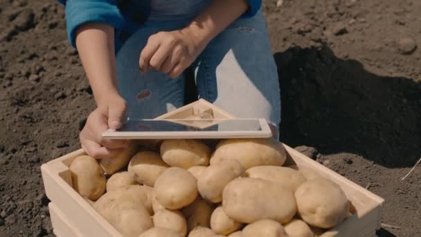 Jordbruk, en agronomer som arbetar i en tablett, potatis i en låda på fältet, en jordbrukare som analyserar skörden, potatisföretag, plantering av mark, ett bra fruktbart år, grönsaksproduktion, jordbruksmark — Stockvideo