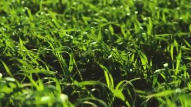 Rüzgarda sallanan genç yeşil buğday, sonbaharda ekilen tarım tarlaları, kış için fidelerin hazırlığı, ekili topraklarda yetişen kış çavdarları, mısır gevreği ailesi, tarım, ulusal ekonomik kültür