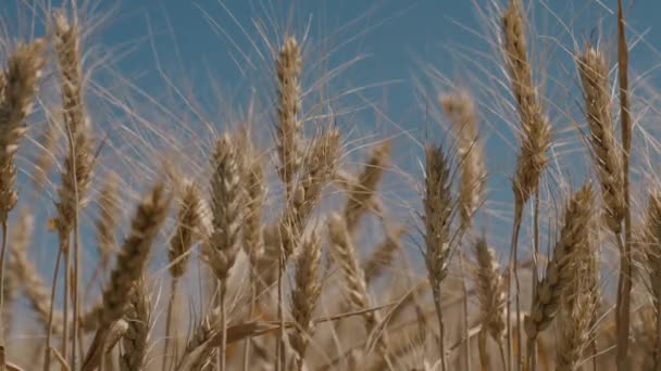 Пшениця на фермі в ясний день на тлі неба, сільське господарство, сезон збору врожаю, вирощування зерна пшениці на плантаціях агрономів, виробництво борошна і хліба, вирощування ячменю — стокове відео
