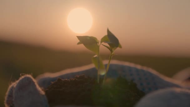 Маленька зелена паростка в руках на заході сонця, розсада росте в заплідненому грунті землі в долоні, висаджуючи овочеве дерево в землю на сонці, сільське господарство — стокове відео