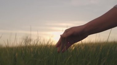 Çiftçilerin elinde günbatımında buğday, tarım, yeşil buğday tarlası, ekin yetiştirme, tarım, gıda üretim işi, gübrelenmiş topraklarda buğday yetiştirme, kırsal kesimde işçi çiftliği, tarımsal alanda tarım.