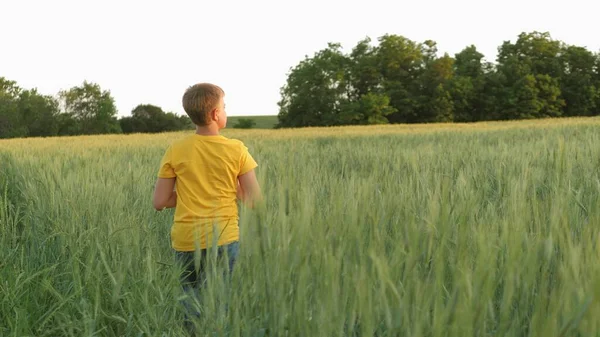 Niño adolescente camina en el campo de trigo verde, la agricultura, la infancia en la aldea, el niño de vacaciones descansa jugando al aire libre, cultivar centeno en plantaciones agrícolas, tierras de cultivo de cosecha de granos —  Fotos de Stock