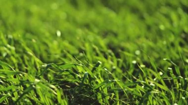 Tarım, tarım arazilerinde yeşil buğday, tarlalarda un yetiştirmek için tahıl yetiştirmek, güneş ışığında bokeh, bahçede bitki yetiştirmek, çavdar tarlaları, toprakta tohum yetiştirmek, yaz güneşinde buğday yetiştirmek.