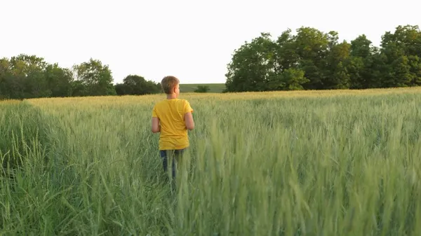 Niño adolescente camina en el campo de trigo verde, la agricultura, la infancia en la aldea, el niño de vacaciones descansa jugando al aire libre, cultivar centeno en plantaciones agrícolas, tierras de cultivo de cosecha de granos —  Fotos de Stock