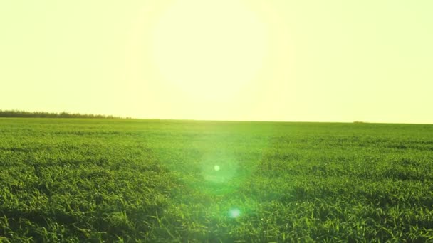 Landwirtschaft, Grünweizen auf Ackerland, Getreide für Mehl auf den Feldern, Bokeh in der Sonne, Pflanzenwachstum im Garten, Roggen-Plantagen, Setzlingsgeschäft im Boden, Weizen in der Sommersonne — Stockvideo