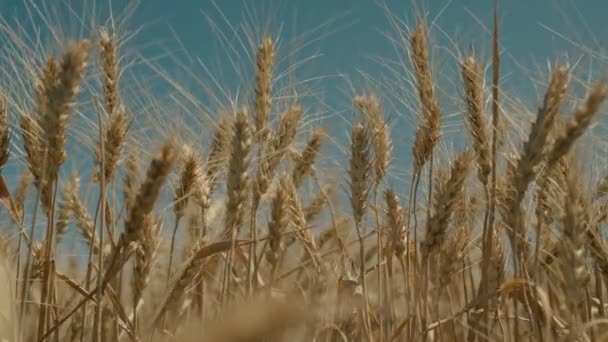 푸른 하늘을 배경으로 하여 잘 익은 밀밭, 농장에서 자라는 곡식, 농장에서 자라는 호밀, 땅에서 수확 시간, 시골 땅에서 무르익은 곡식, 여름에는 토양에서 식물 이자라는 과학 기술 — 비디오